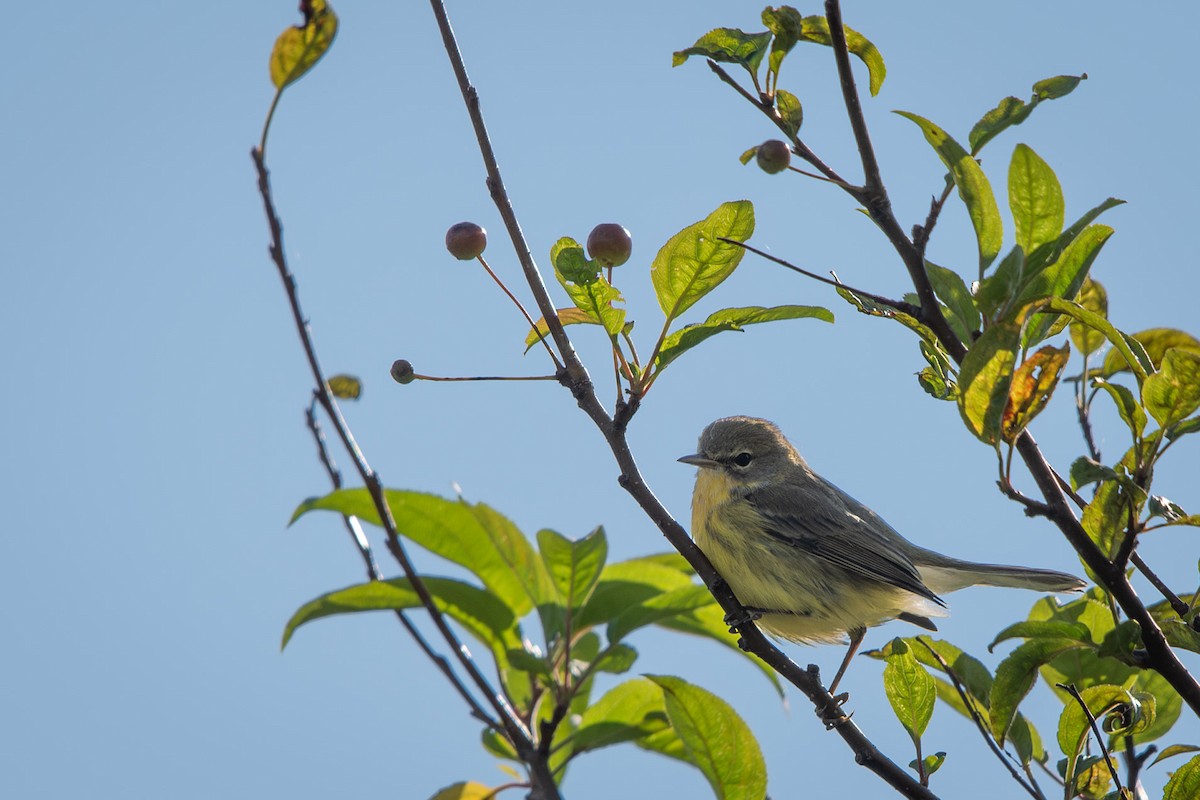 Prairie Warbler - ML622740383
