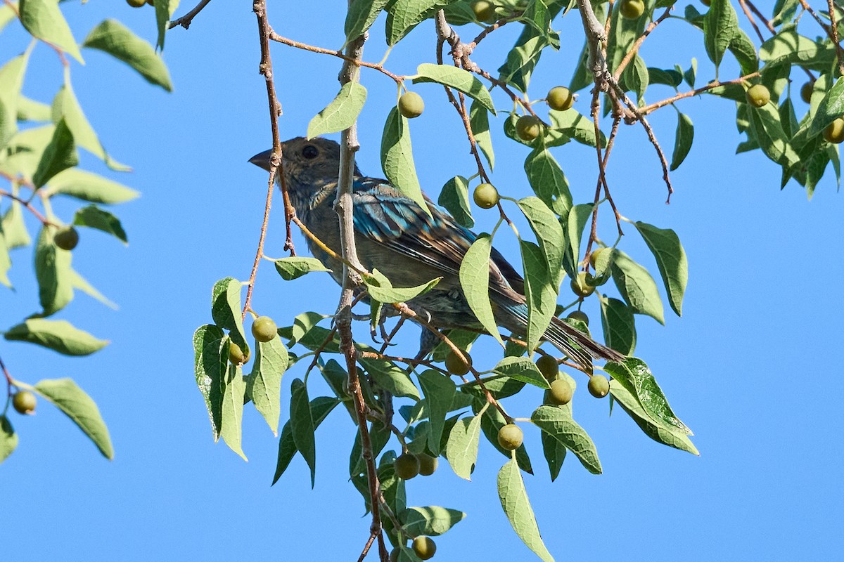 Indigo Bunting - ML622740413