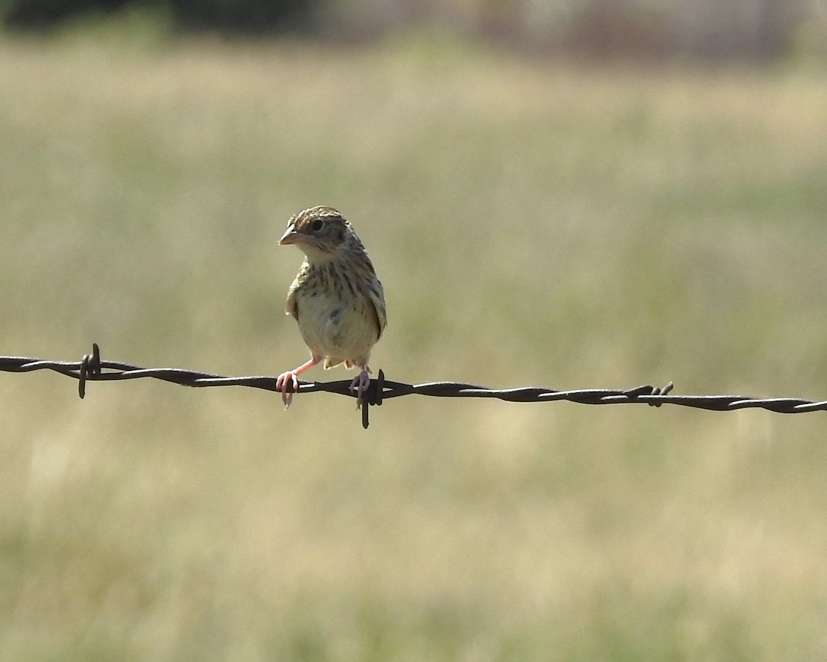 Grasshopper Sparrow - ML622740440