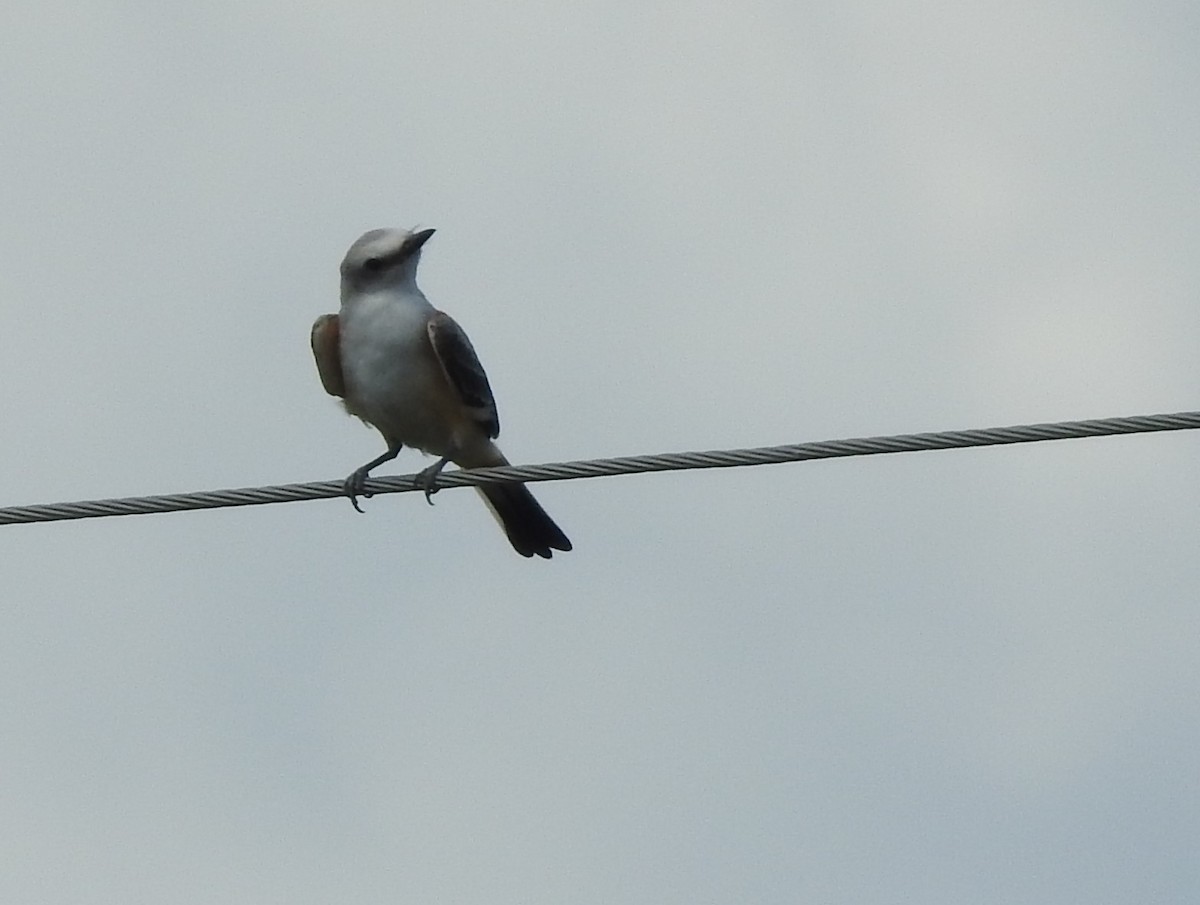 Scissor-tailed Flycatcher - ML622740528