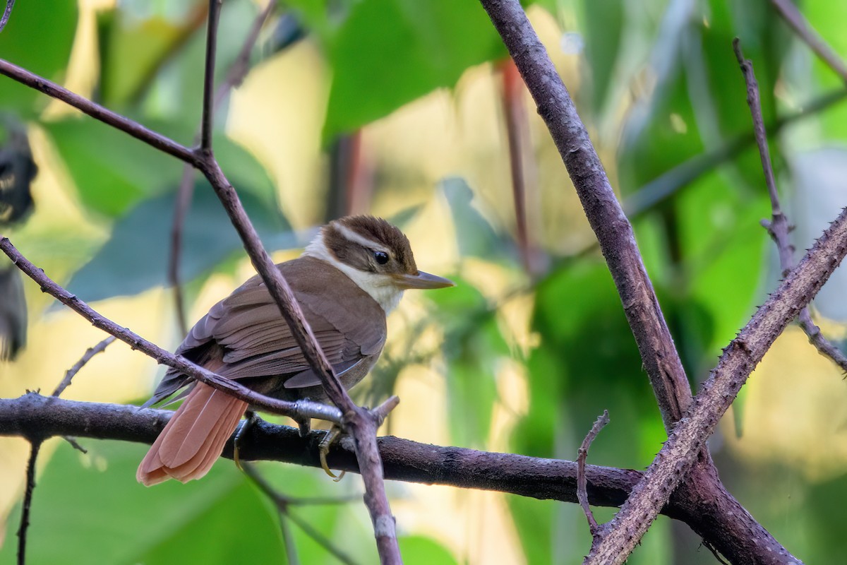 White-collared Foliage-gleaner - Marcos Eugênio Birding Guide