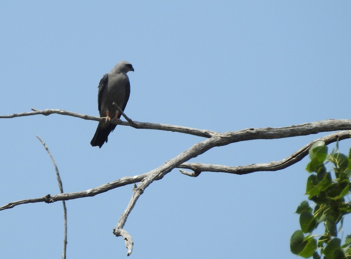 Mississippi Kite - ML622740563