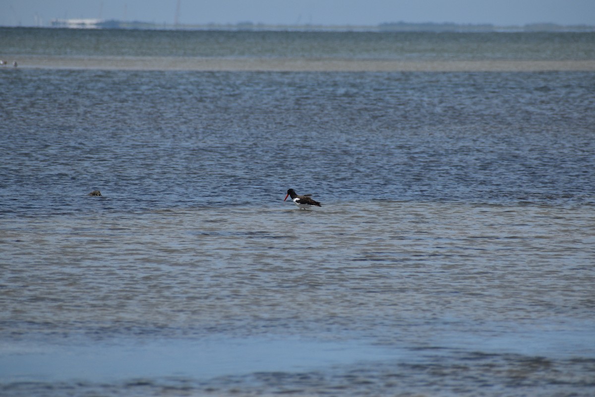 American Oystercatcher - ML622740570