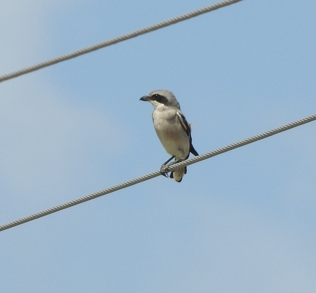 Loggerhead Shrike - ML622740593