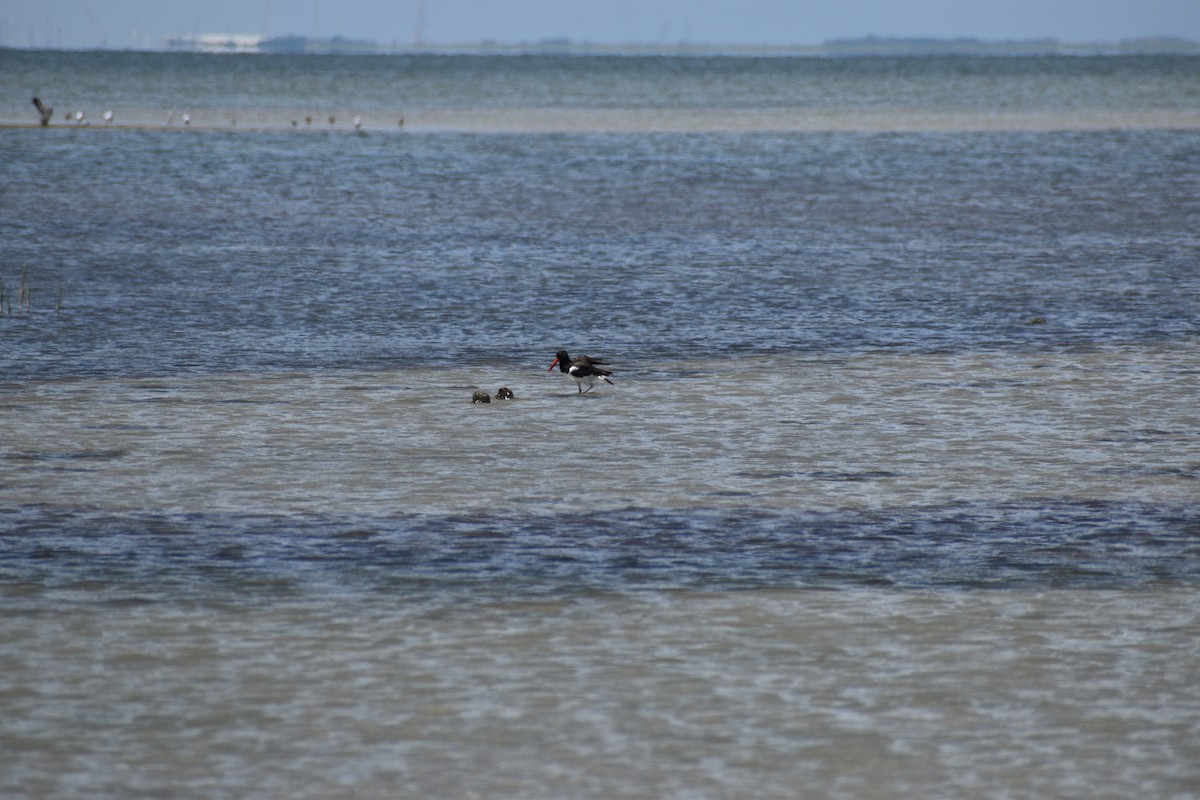 American Oystercatcher - ML622740594