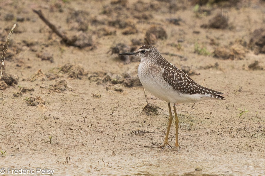 Wood Sandpiper - ML622740667