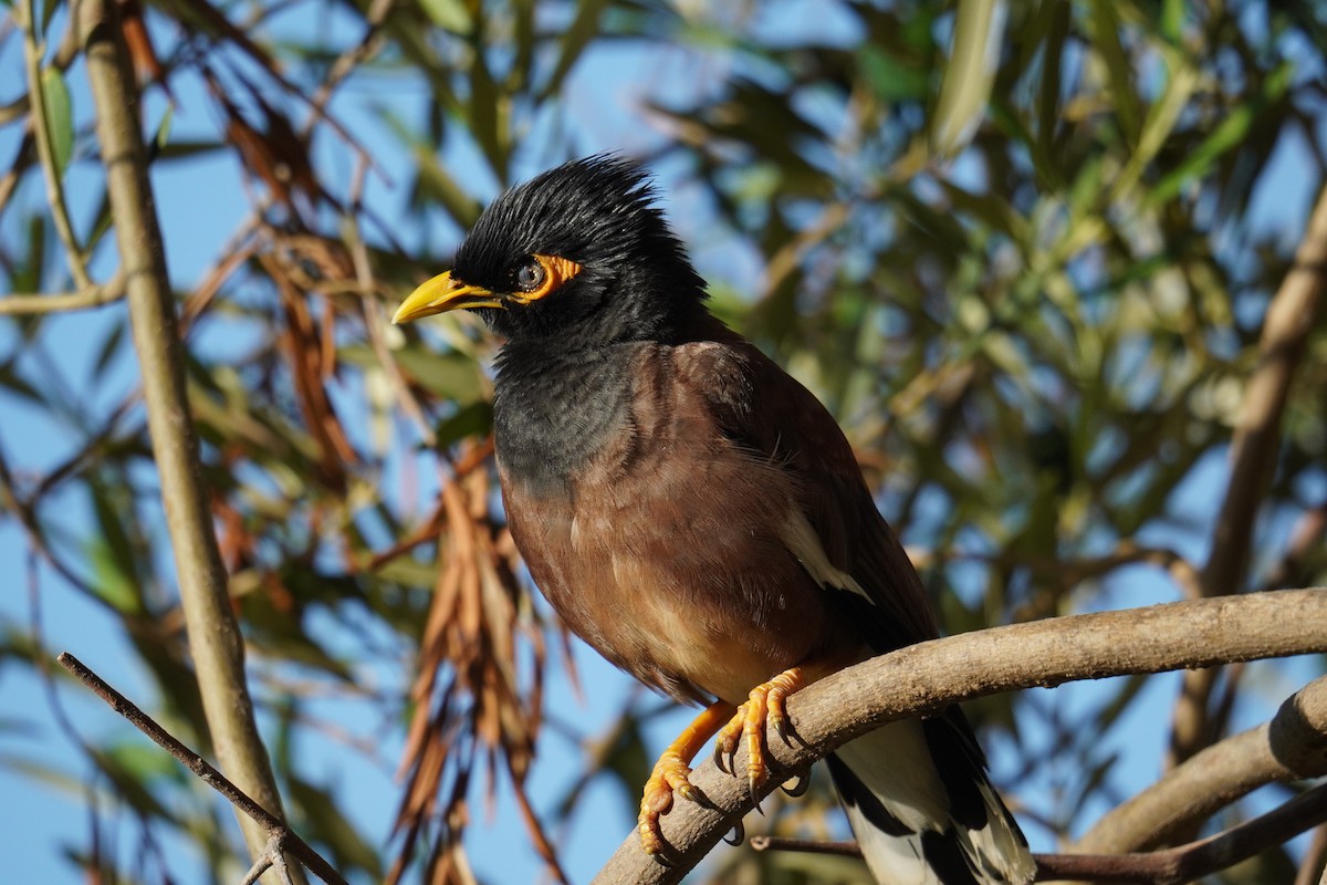 Common Myna - Ethan Kang