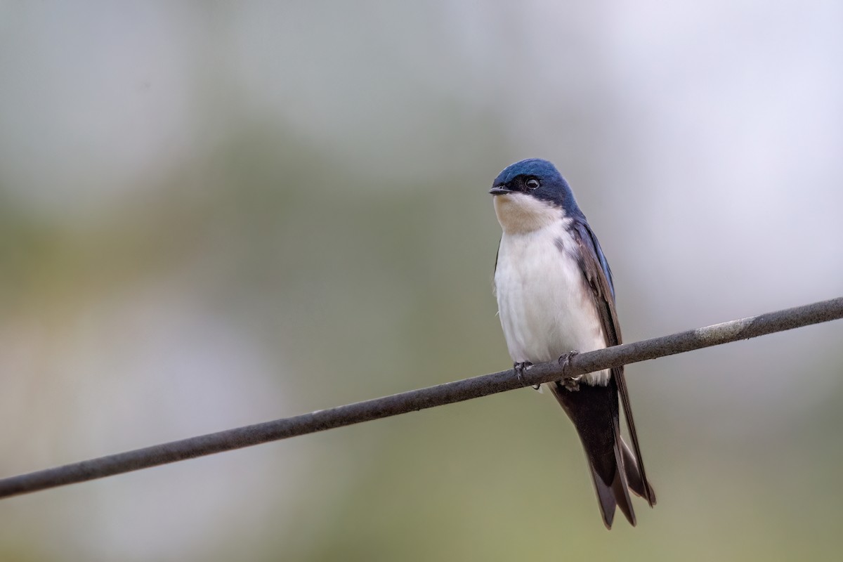 Blue-and-white Swallow - ML622740740