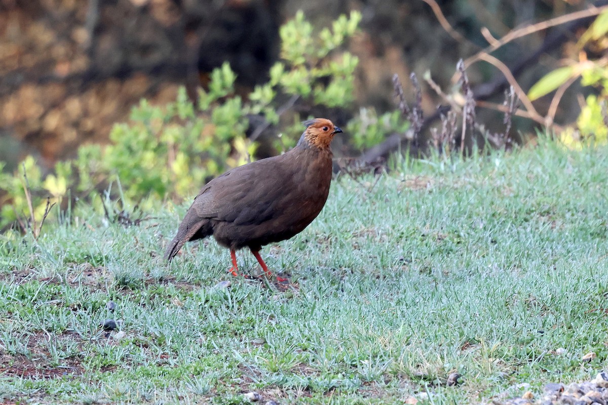 Blood Pheasant - ML622740933