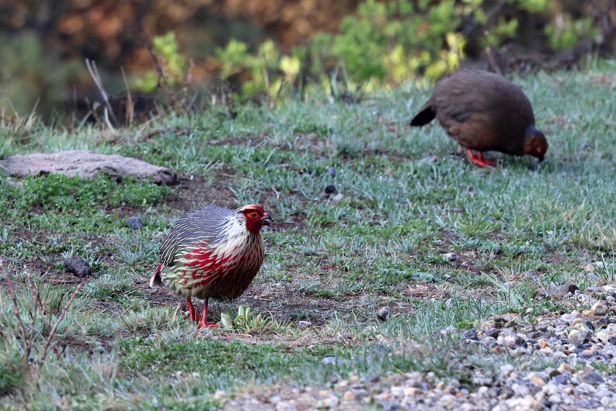 Blood Pheasant - Stephen Gast