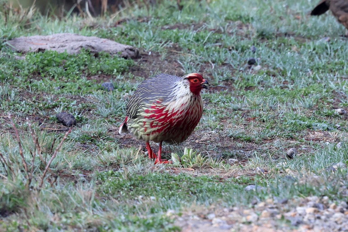 Blood Pheasant - ML622740949