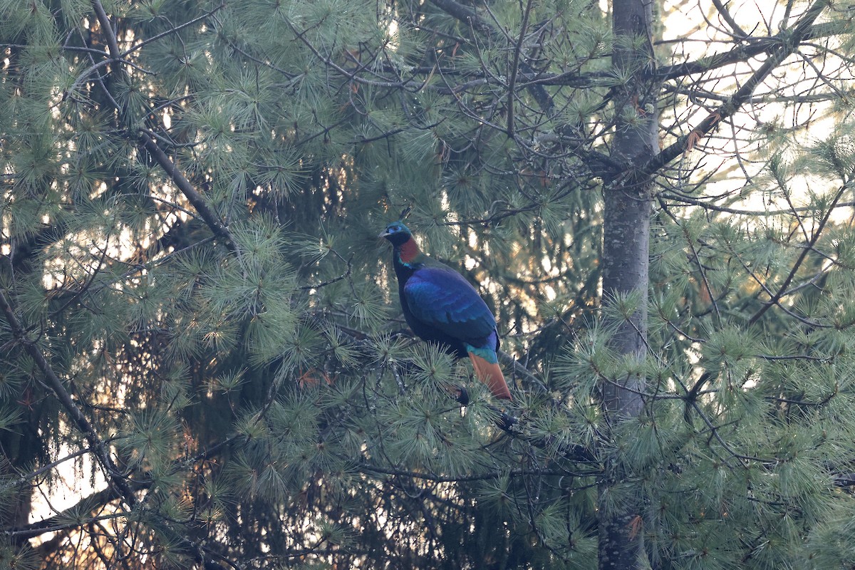 Himalayan Monal - Stephen Gast