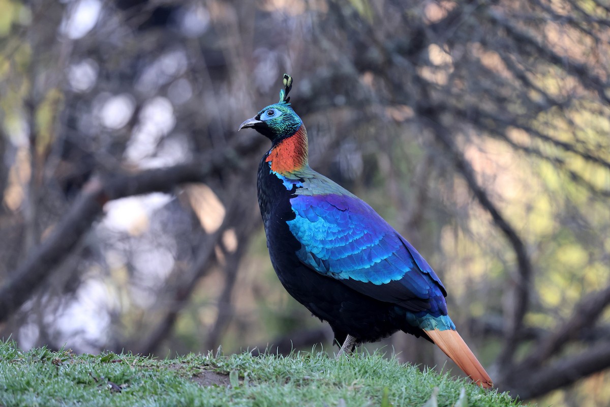 Himalayan Monal - ML622740967