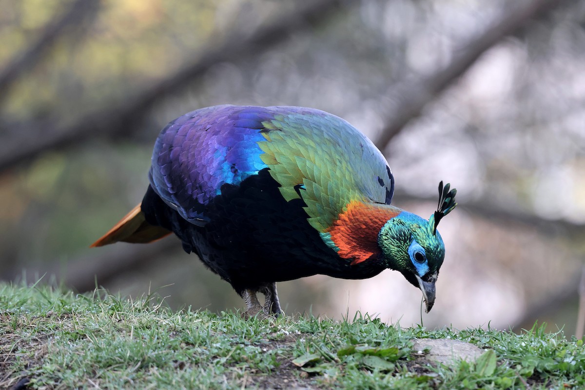 Himalayan Monal - ML622740970