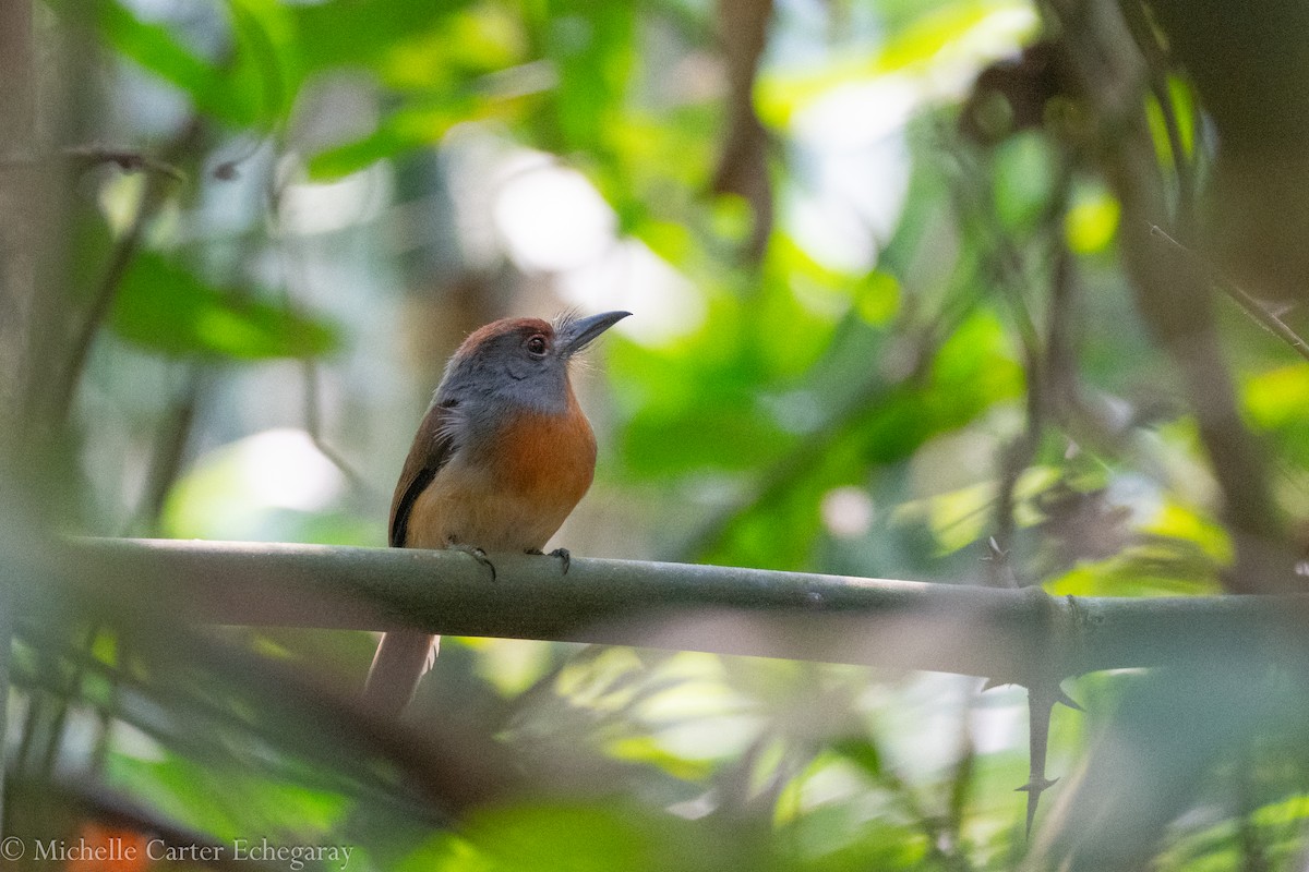 Rufous-capped Nunlet - ML622740981