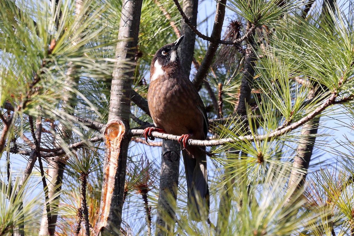 Black-faced Laughingthrush - ML622740995