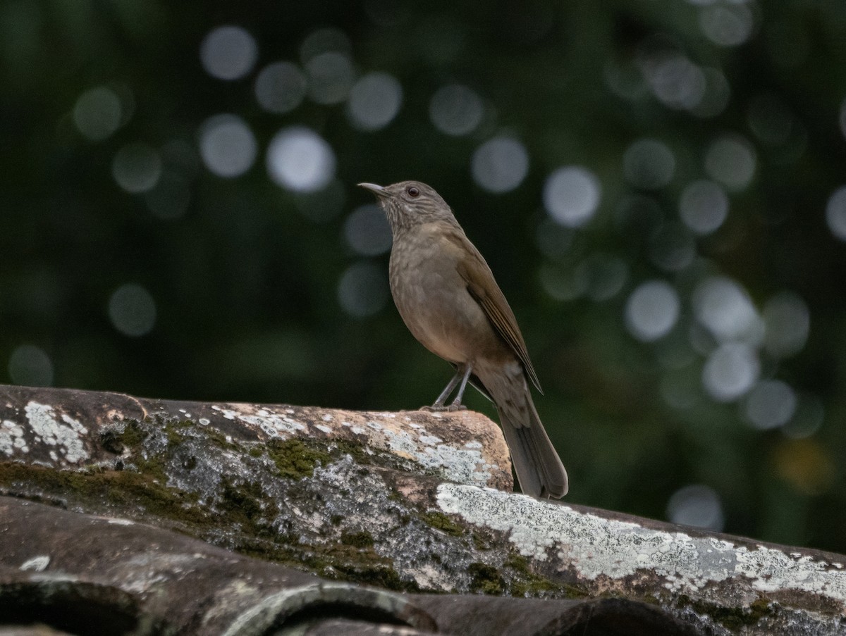 Pale-breasted Thrush - ML622740997