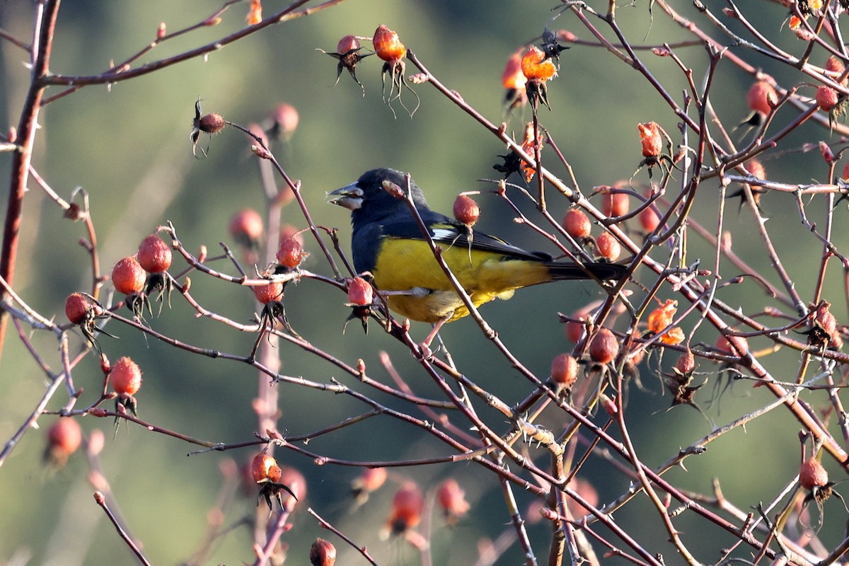 White-winged Grosbeak - ML622741003