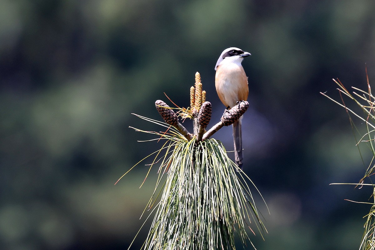 Gray-backed Shrike - ML622741108