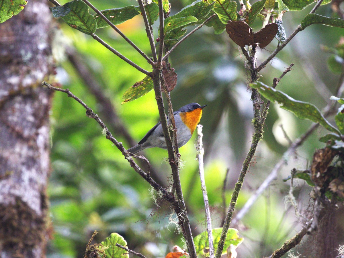 Flame-throated Warbler - ML622741109