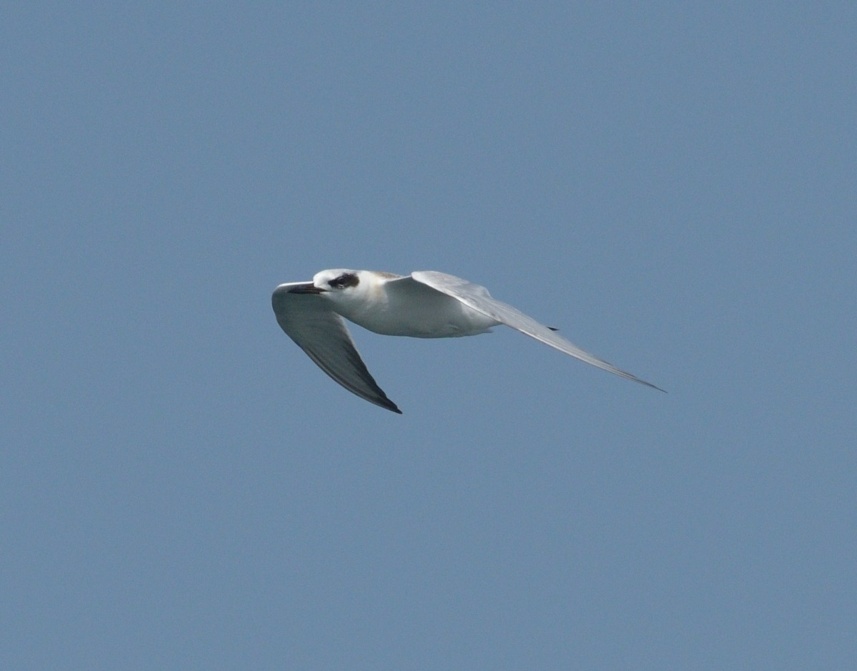 Forster's Tern - Woody Gillies