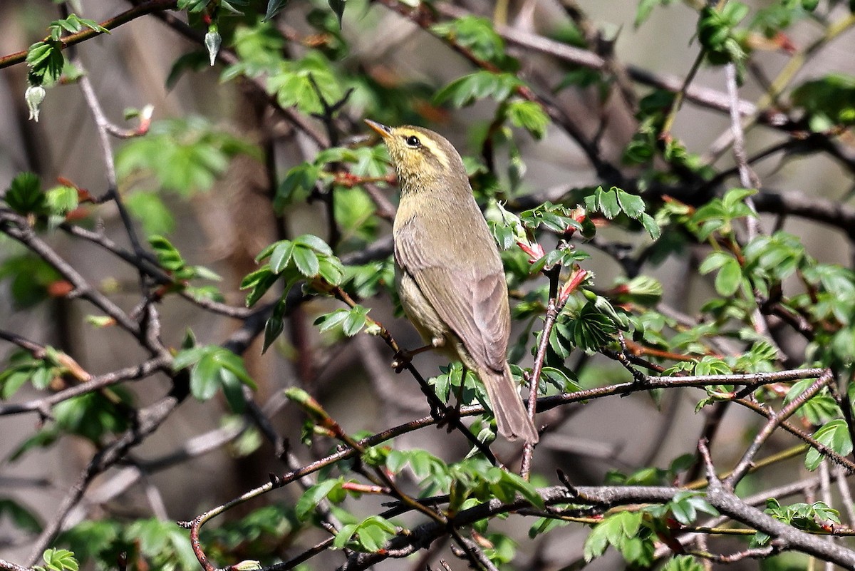 Mosquitero de Tickell - ML622741121