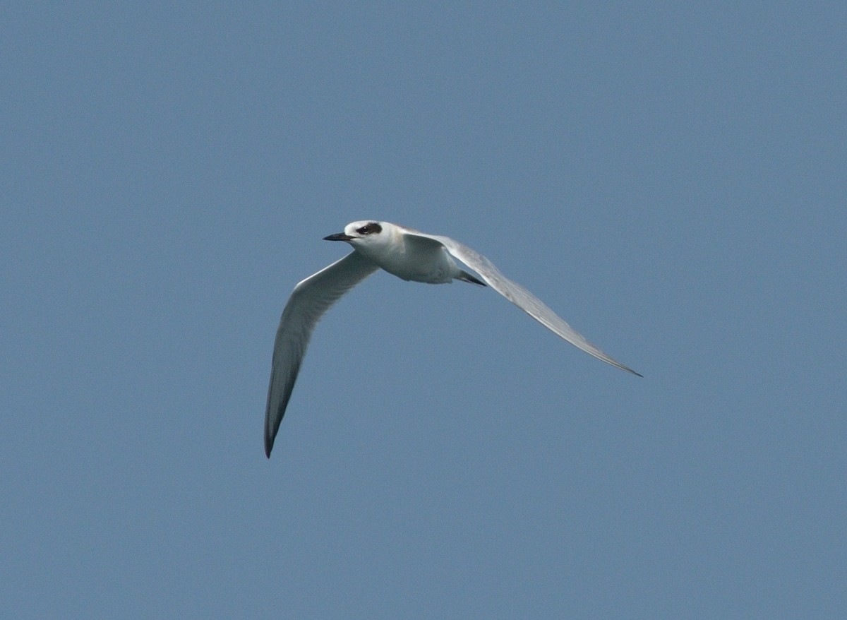 Forster's Tern - Woody Gillies