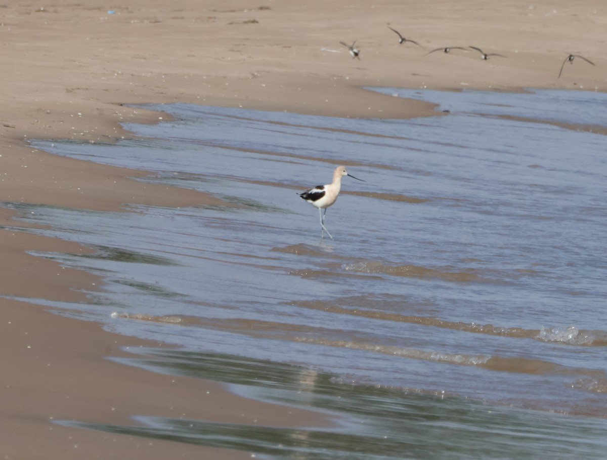 American Avocet - Santo A. Locasto