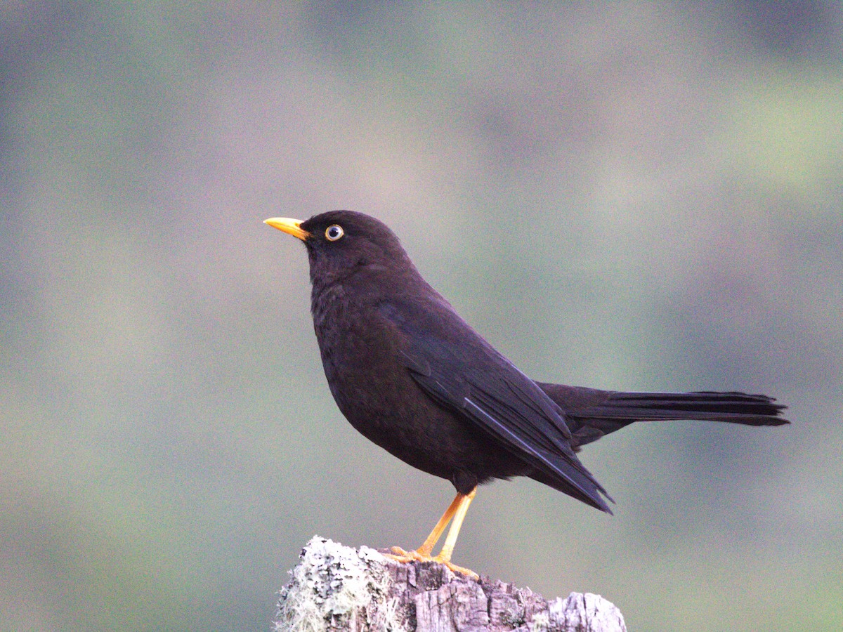 Sooty Thrush - ML622741136