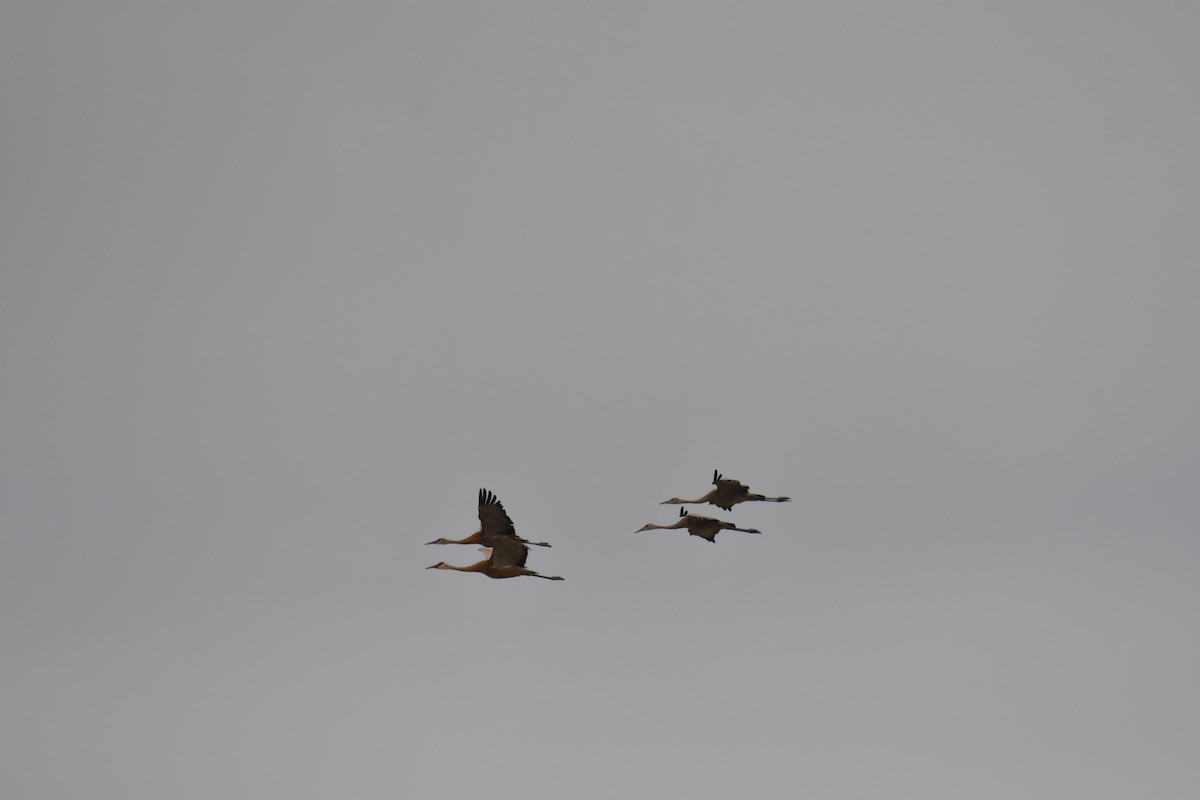 Sandhill Crane - ML622741226