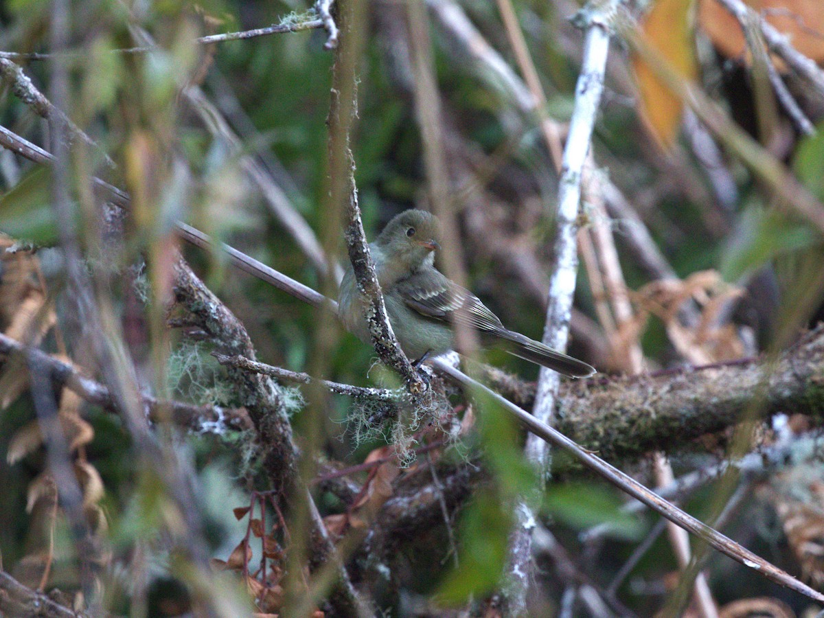 Mountain Elaenia - ML622741227