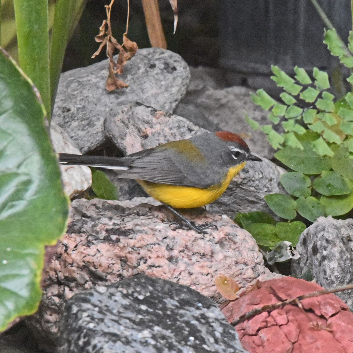 Brown-capped Redstart - ML622741231