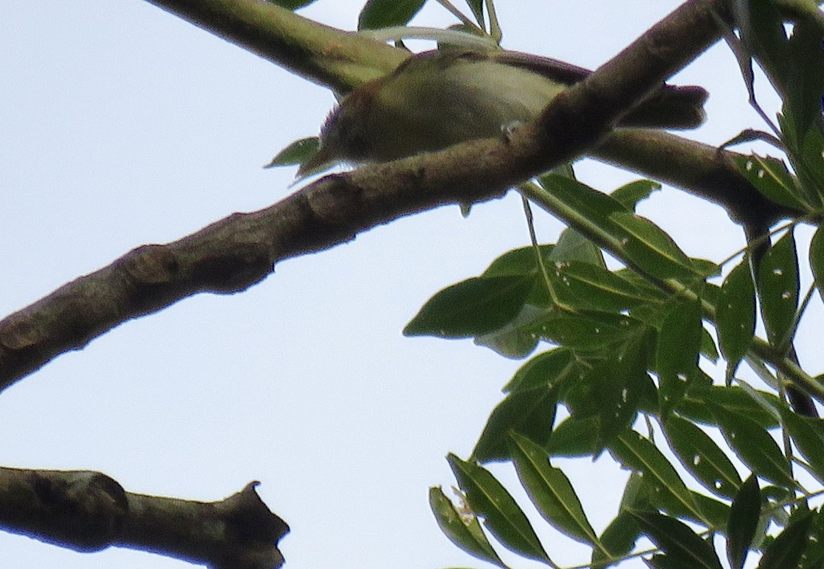 Rufous-naped Greenlet - ML622741244