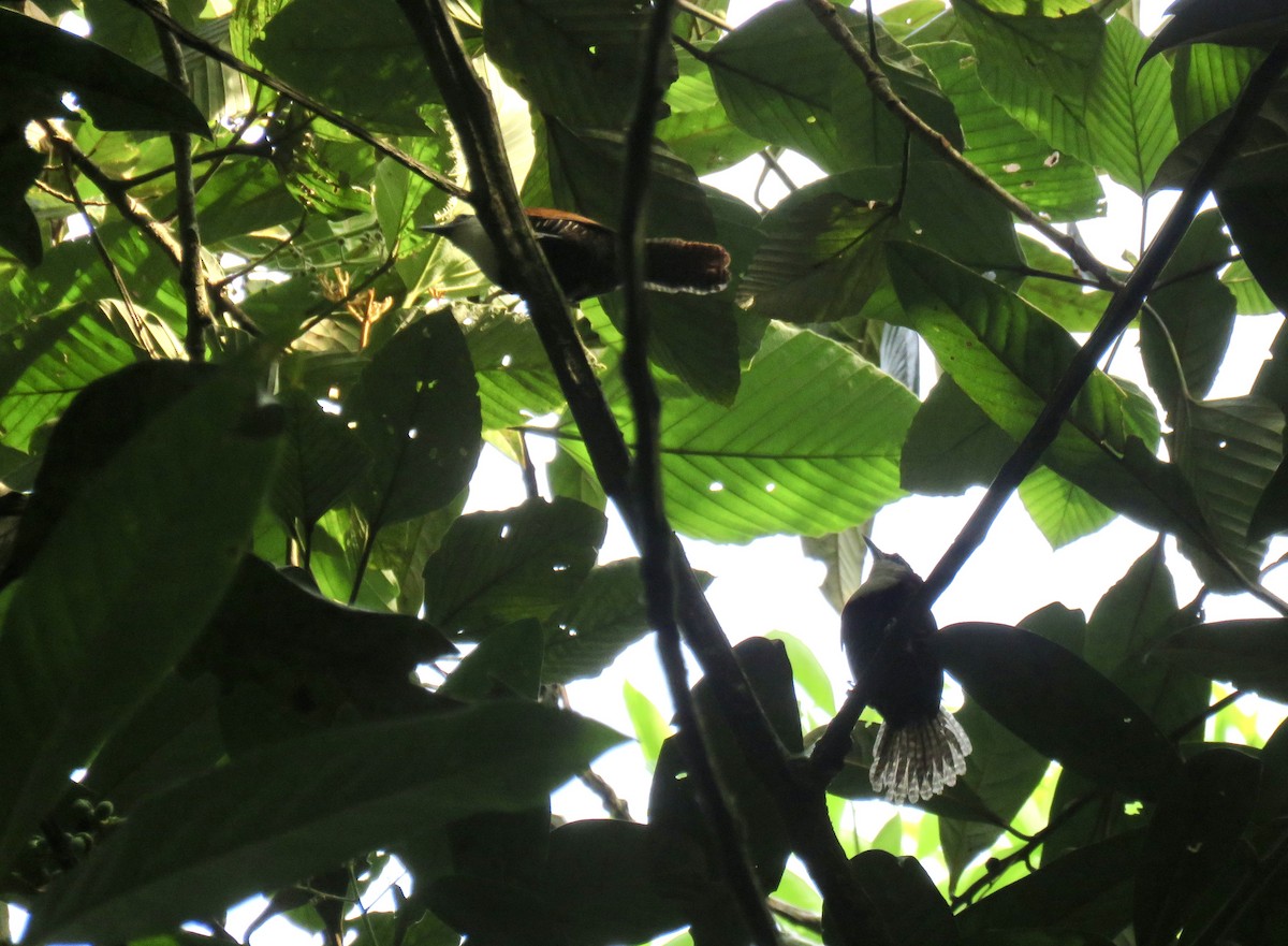 Black-bellied Wren - ML622741260