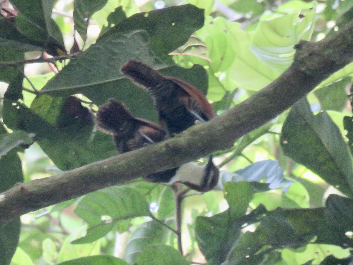 Black-bellied Wren - ML622741261