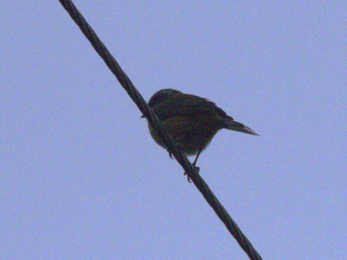 Sooty-capped Chlorospingus - ML622741266