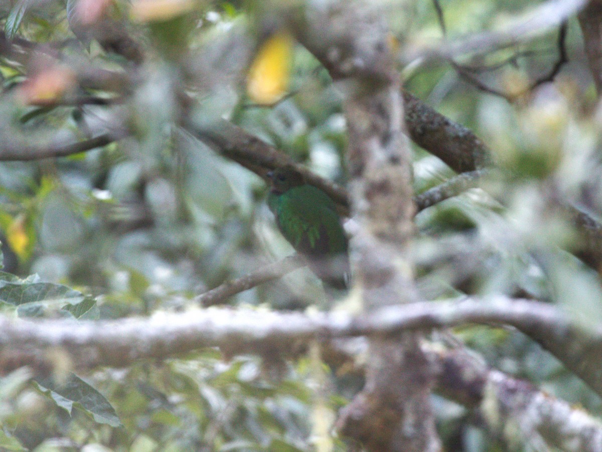 Resplendent Quetzal (Costa Rican) - ML622741286