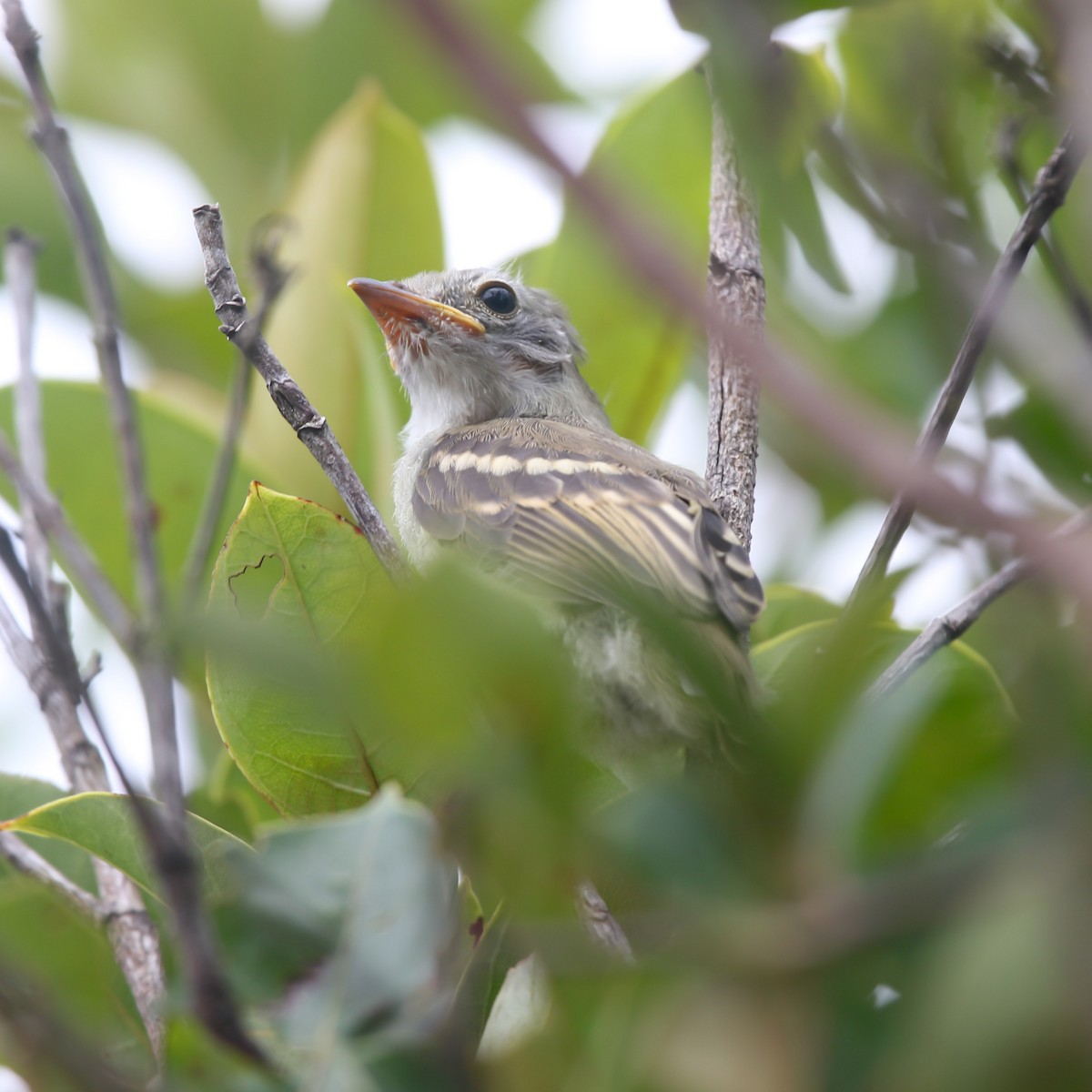 Plumbeous Vireo - Victor Gamez