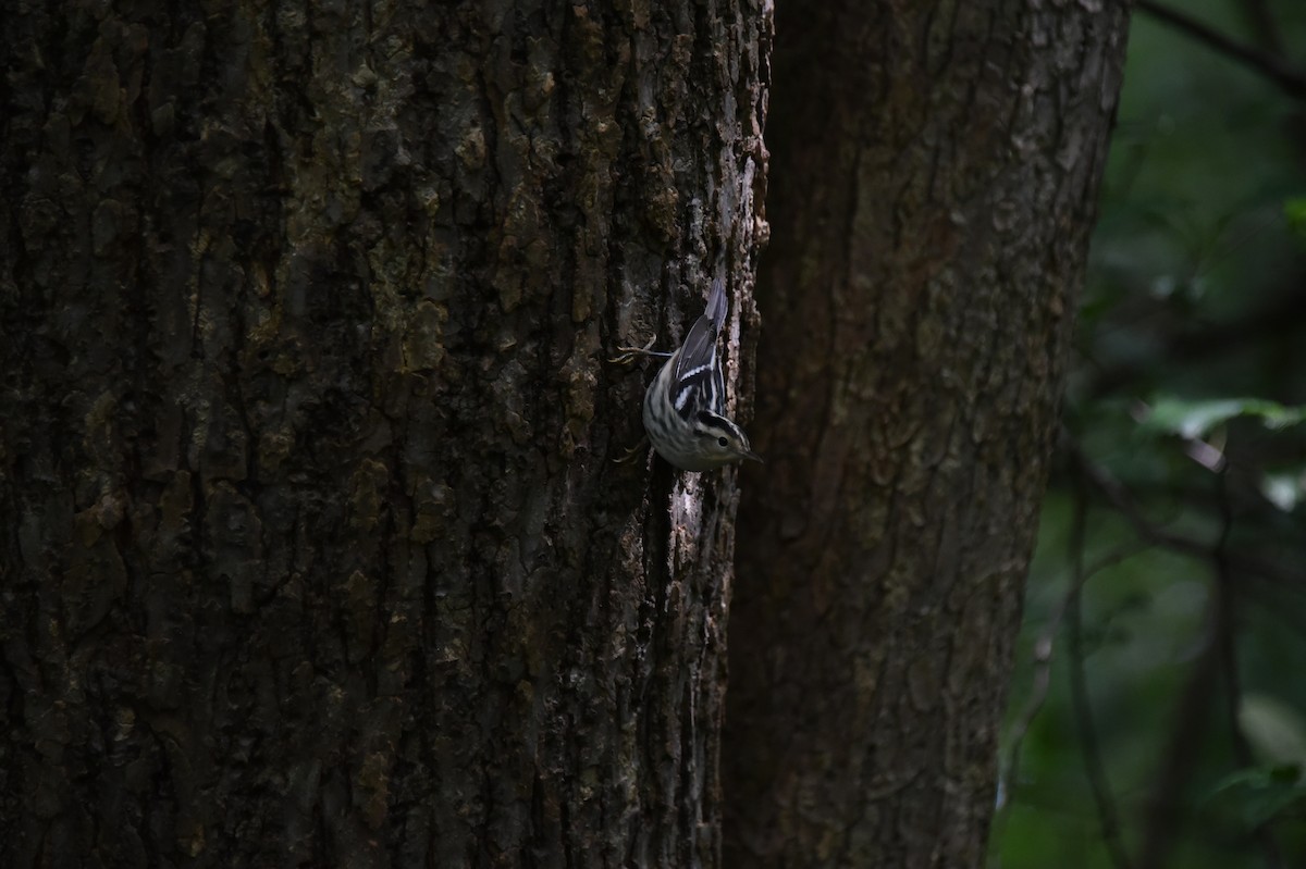 Black-and-white Warbler - Claire He