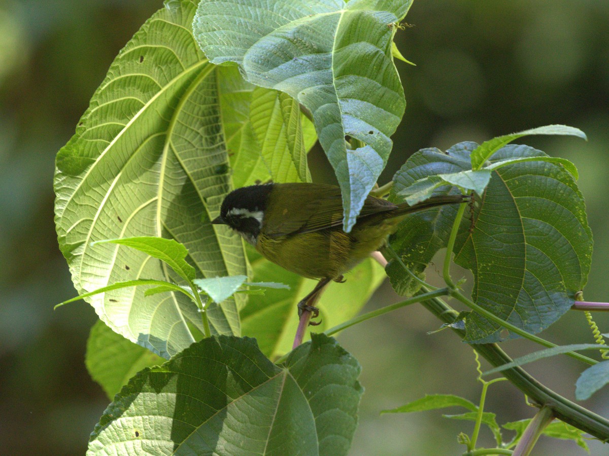 Sooty-capped Chlorospingus - ML622741540