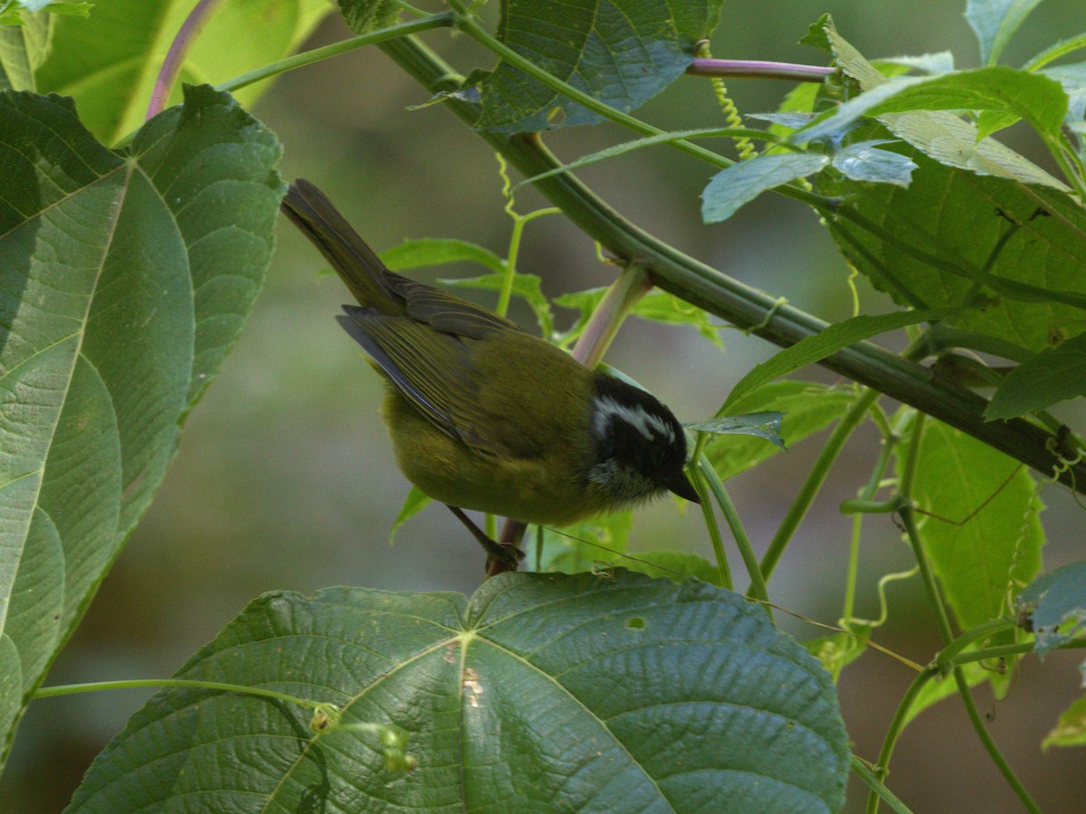 Sooty-capped Chlorospingus - ML622741541