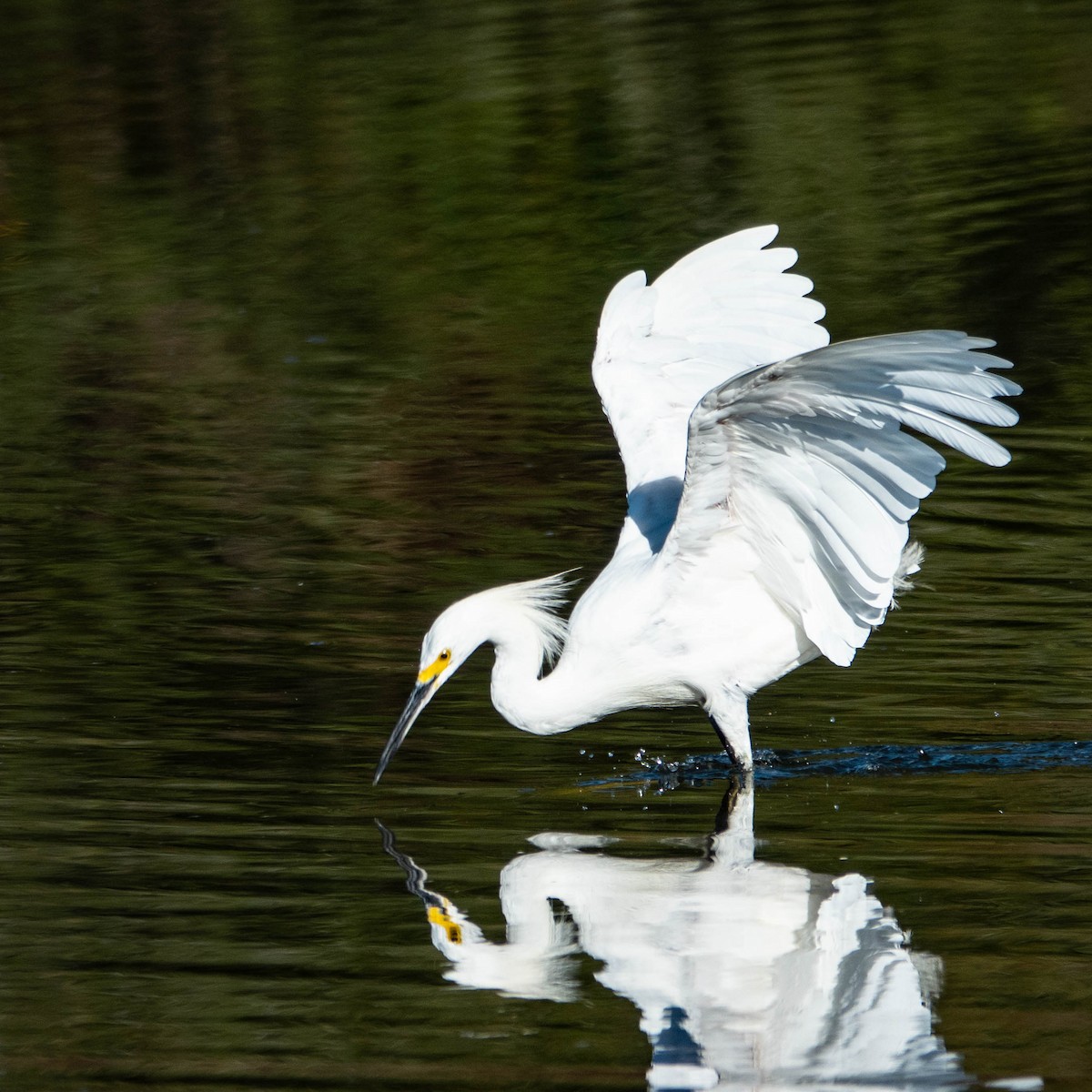 Snowy Egret - Kathy DeVoy