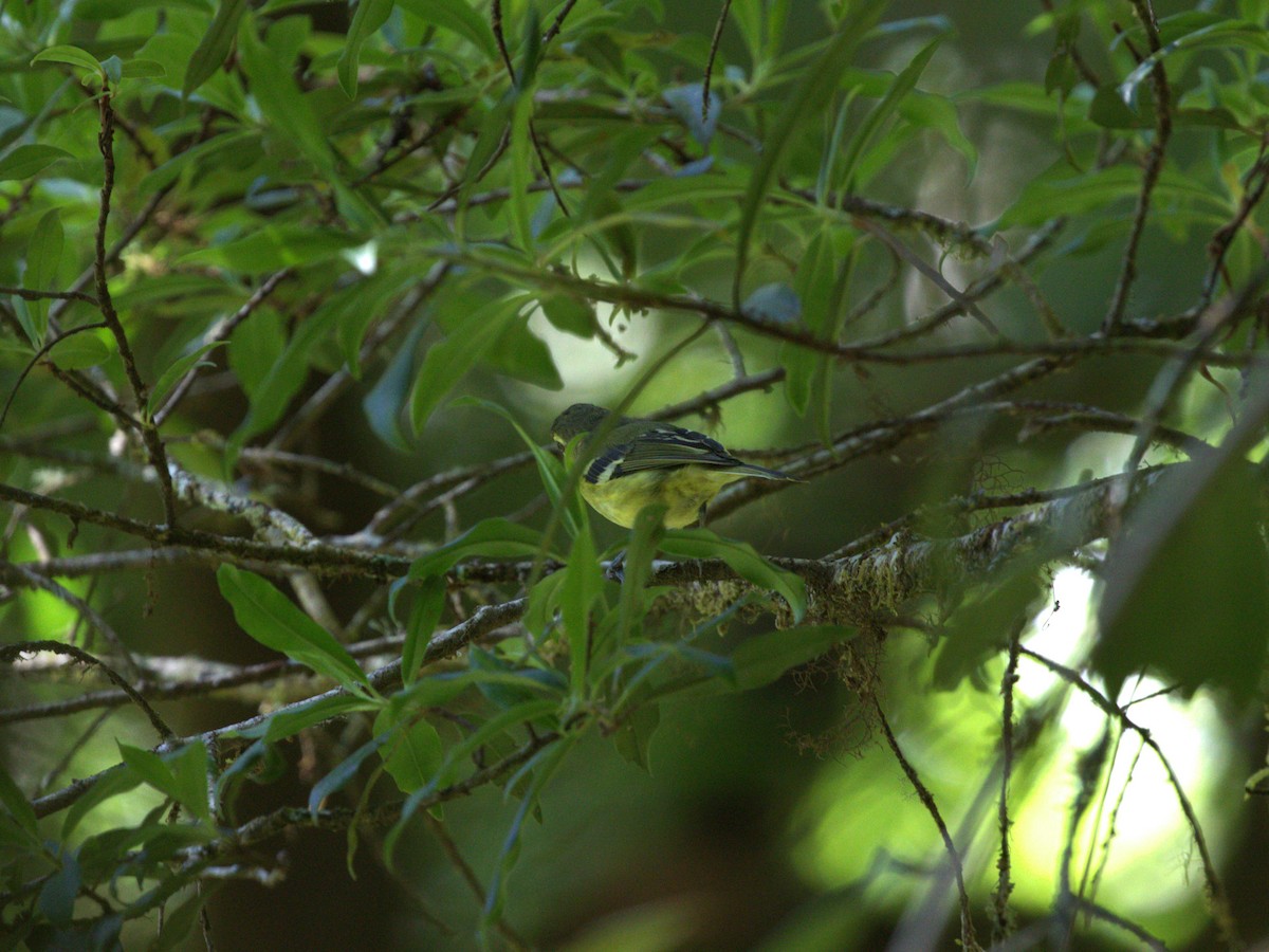 Yellow-winged Vireo - ML622741627