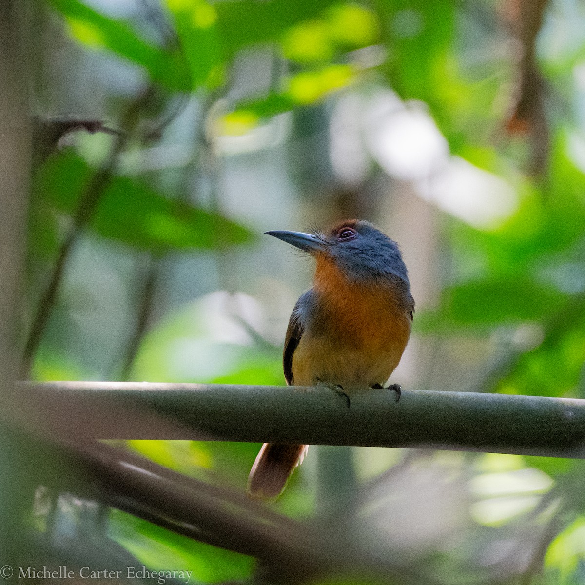 Rufous-capped Nunlet - ML622741632