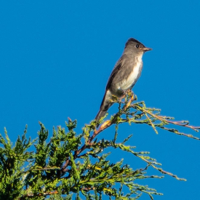 Olive-sided Flycatcher - ML622741637