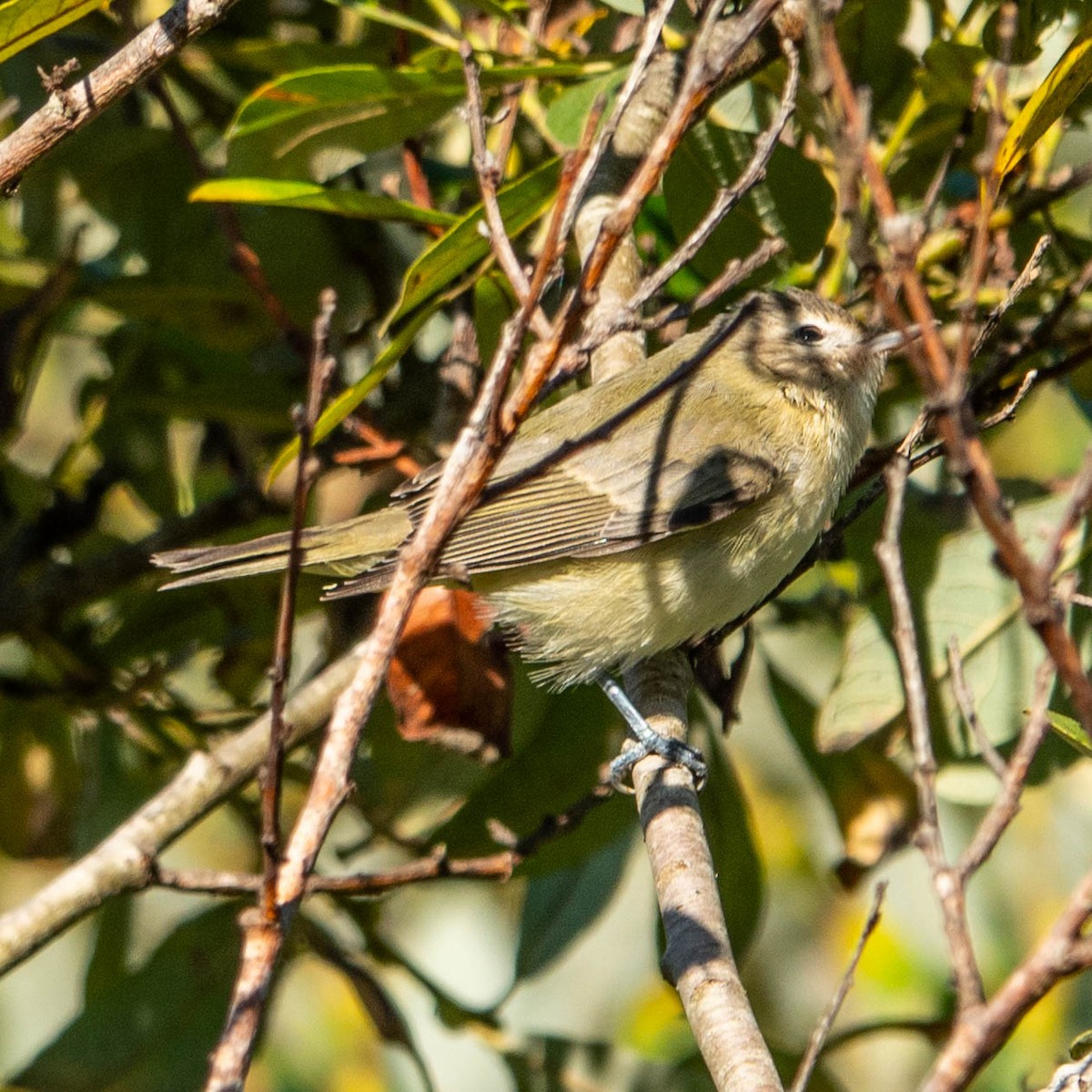 Warbling Vireo - ML622741653