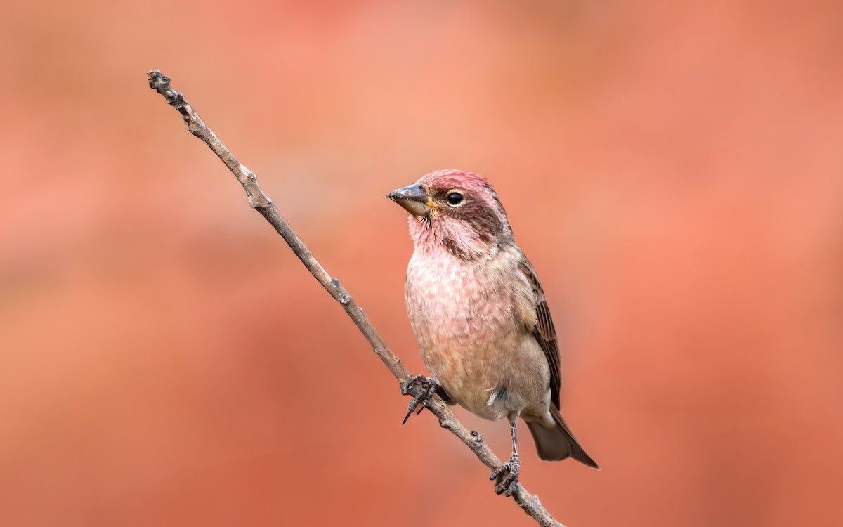 Cassin's Finch - ML622741697