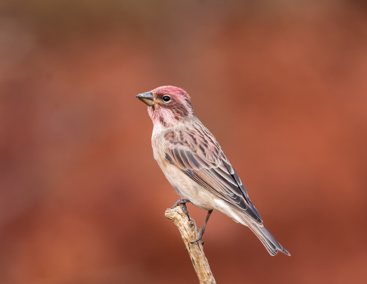 Cassin's Finch - ML622741698