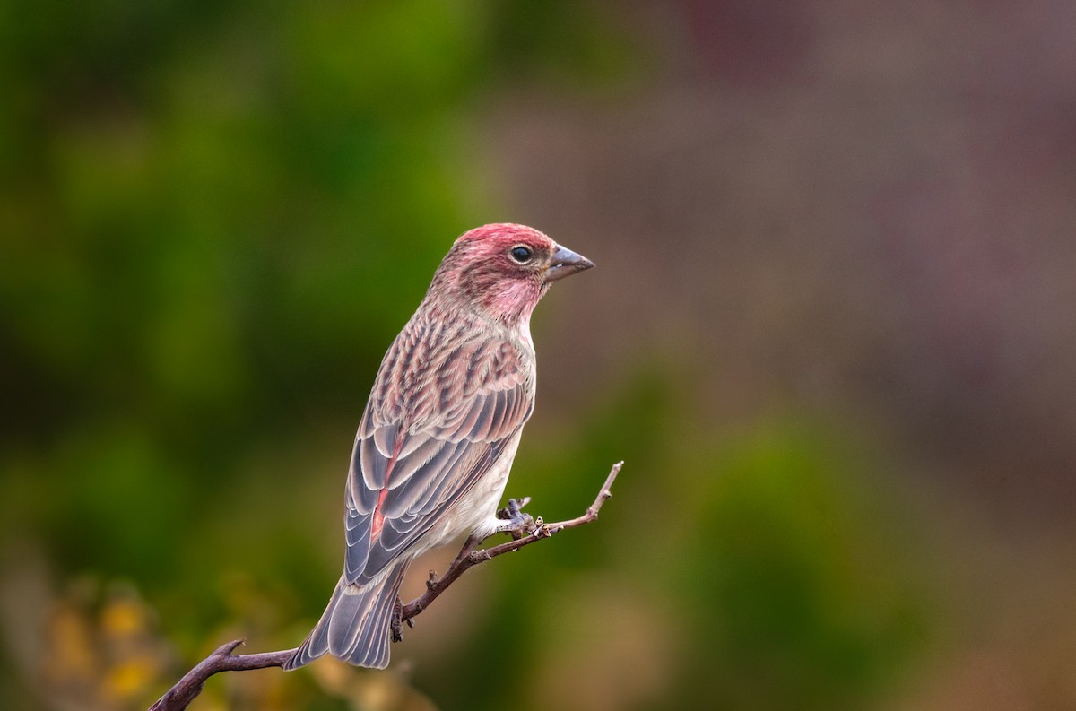 Cassin's Finch - ML622741699