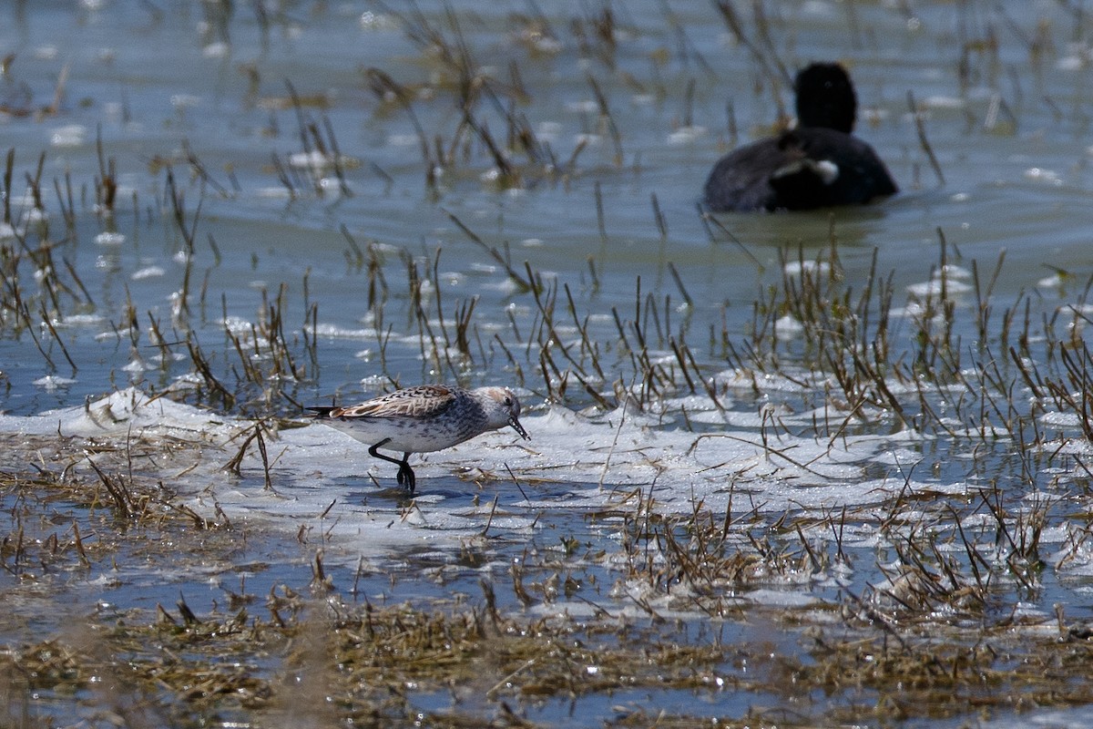 Western Sandpiper - ML622741704